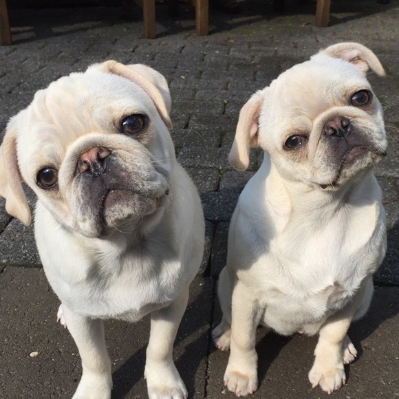 Meet your Posher, Tara - Picture 4 of 6